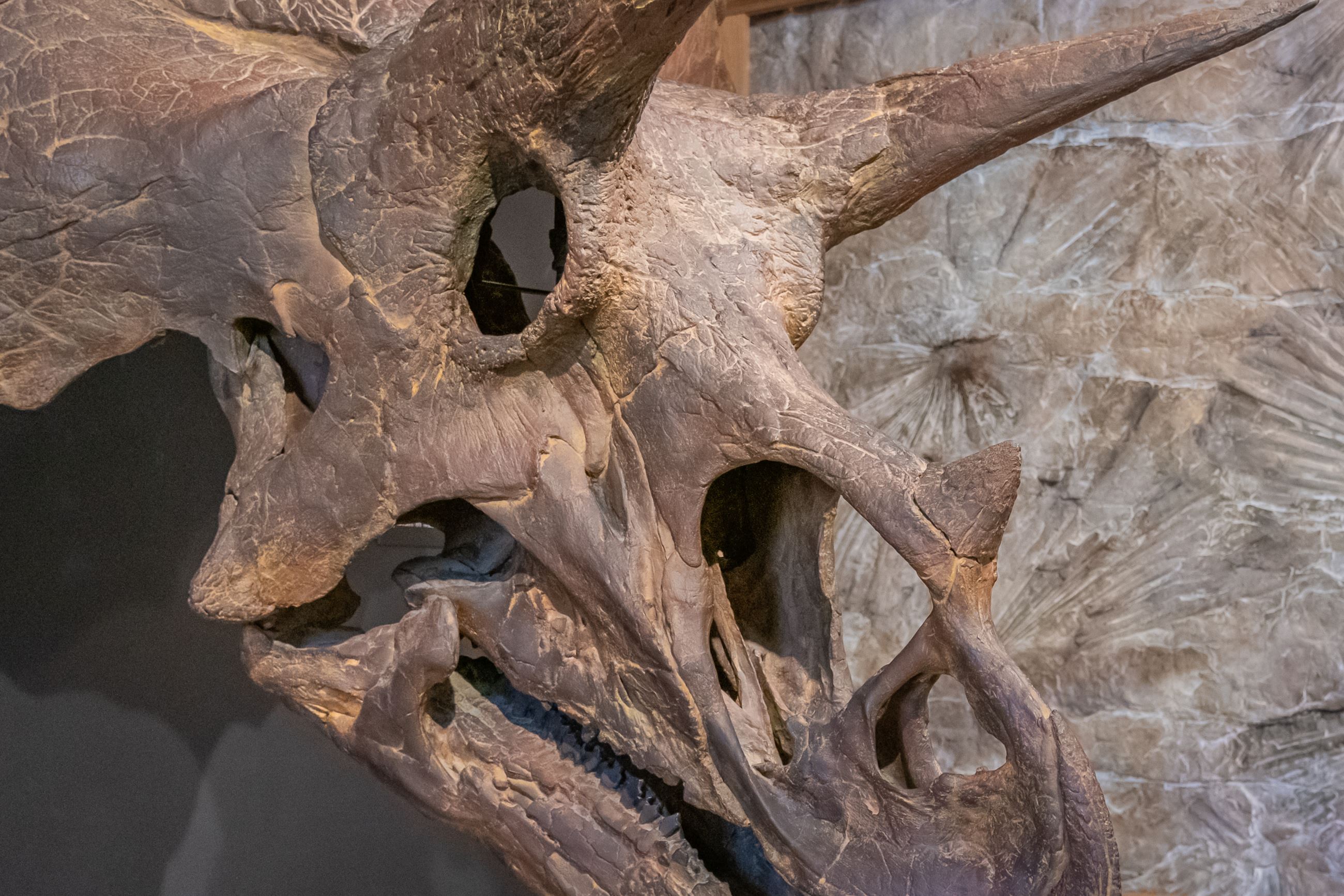 Triceratops skull