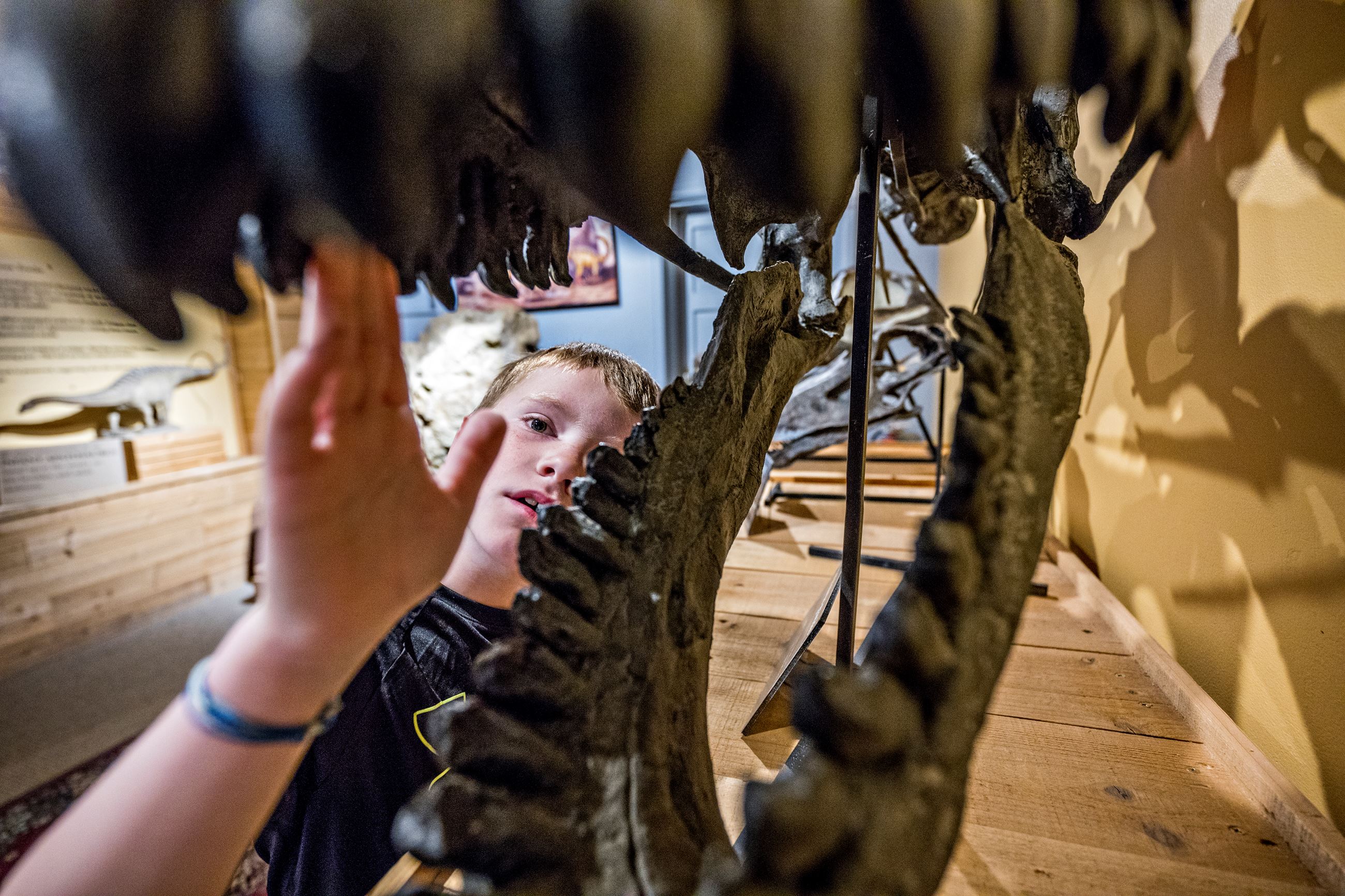 Camarasaurus Mouth Jonathan Phillips Photography Copyright MNHM