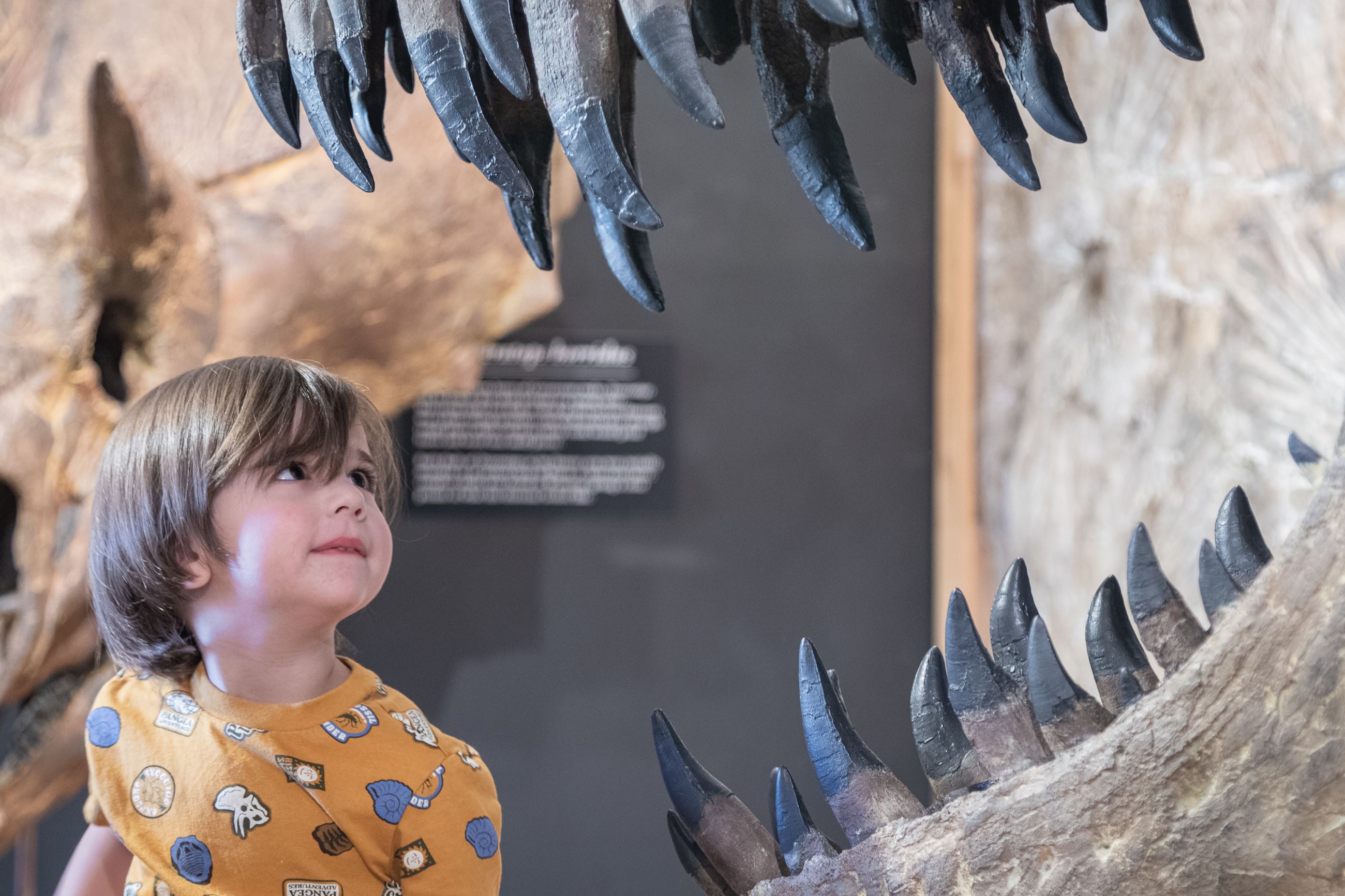 Child admiring a dinosaur skull