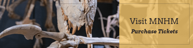 Advertisement for museum tickets Opens in new window