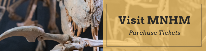 Ticket Banner Yellow